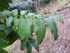 Flindersia schottiana