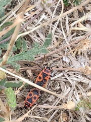 Pyrrhocoris apterus