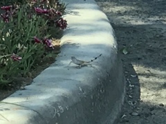 Callisaurus draconoides ventralis