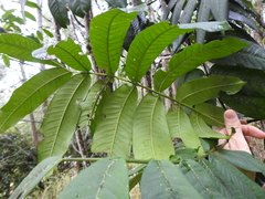 Flindersia schottiana