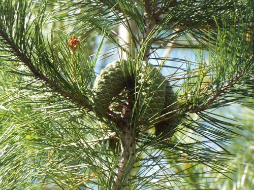 Variety Pinus greggii greggii · iNaturalist