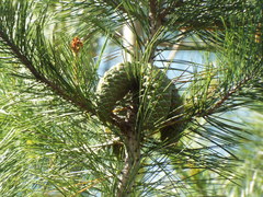 Pinus greggii greggii