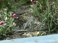Callisaurus draconoides ventralis