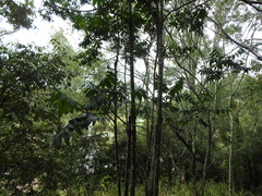 Flindersia schottiana