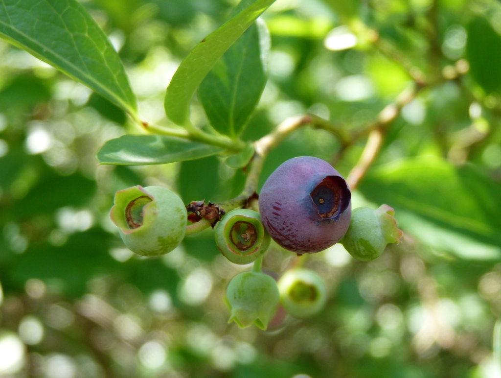 Southern highbush blueberry