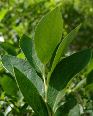 Vaccinium caesariense