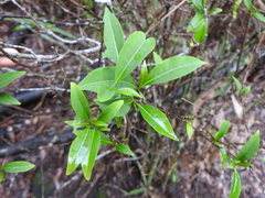 Tabernaemontana pandacaqui