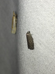 Yponomeuta multipunctella