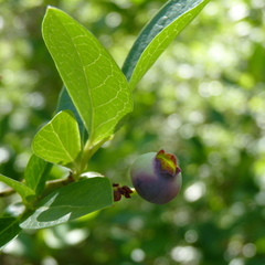 Vaccinium caesariense