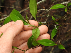 Tabernaemontana pandacaqui