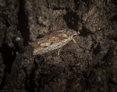 Acantholena siccella