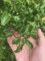 Zanthoxylum hirsutum