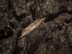 Acantholena siccella