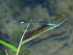 Pseudagrion australasiae
