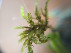 Camptochaete arbuscula