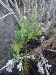 Asplenium adiantum-nigrum solidum