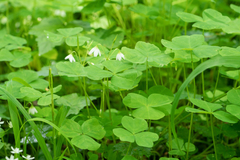 Oxalis trilliifolia