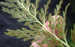 Asplenium adiantum-nigrum solidum