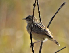 Cisticola juncidis brunniceps