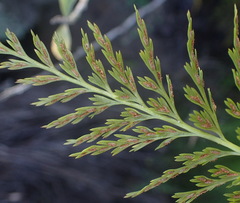 Asplenium adiantum-nigrum solidum