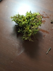 Camptochaete arbuscula