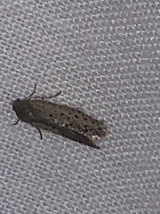 Yponomeuta multipunctella