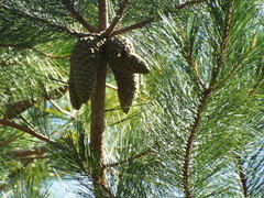 Pinus greggii greggii
