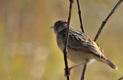 Cisticola juncidis brunniceps