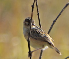 Cisticola juncidis brunniceps