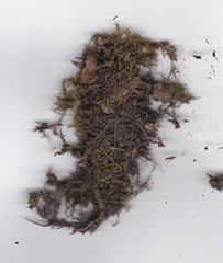 Camptochaete arbuscula