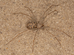 Loxosceles simillima