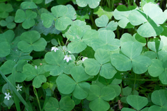 Oxalis trilliifolia