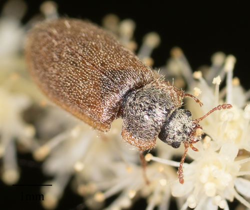 Trogossitidae