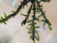 Thuidium laeviusculum