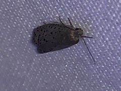 Yponomeuta multipunctella