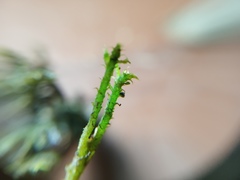 Thuidium laeviusculum