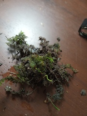 Thuidium laeviusculum