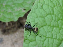 Camponotus sericeus