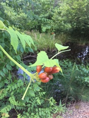 Campsis