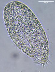 Spirotrichea