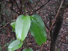 Smilax australis