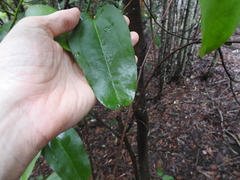 Smilax australis