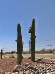 Carnegiea gigantea
