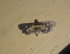Eurrhyparodes bracteolalis