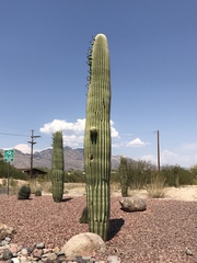 Carnegiea gigantea