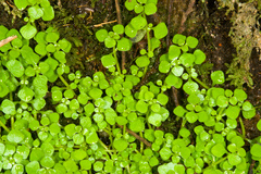 Callitriche muelleri