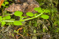 Callitriche muelleri