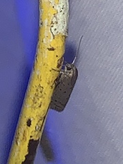 Yponomeuta multipunctella