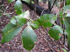Mallotus claoxyloides