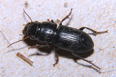 Acinopus picipes